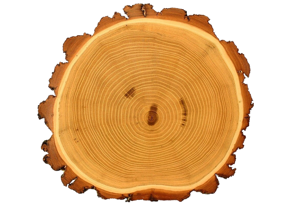 tronco sezionato con anelli di accrescimento e corteccia